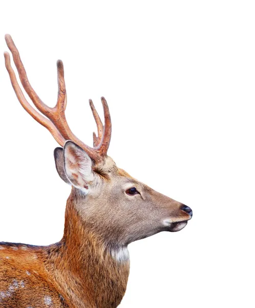 Head of Sika deer over white background — Stock Photo, Image