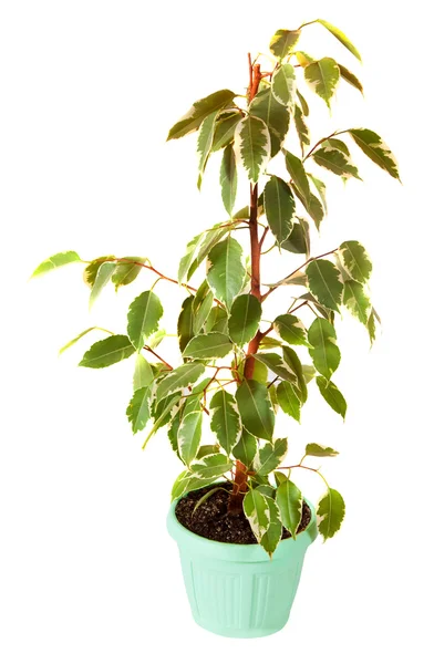 Ficus benjamina v hrnci. izolované na bílém — Stock fotografie