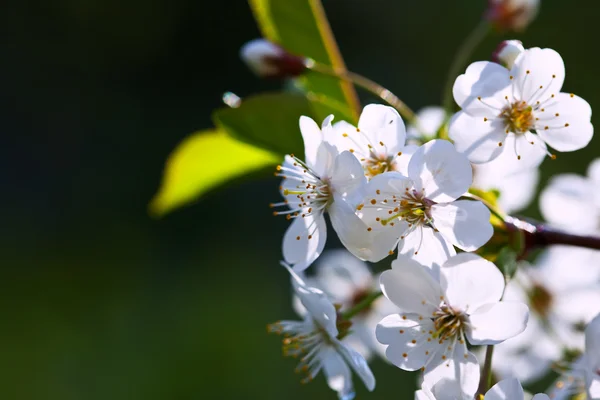 Cherry tree branch in spring against blur background — Stock Photo, Image
