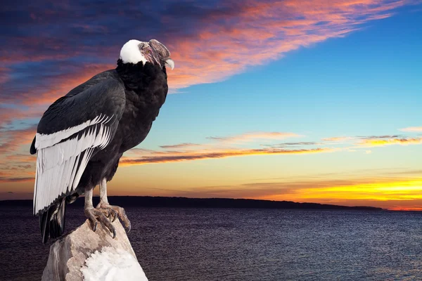 Των Άνδεων condor ηλιοβασίλεμα ουρανό — Φωτογραφία Αρχείου