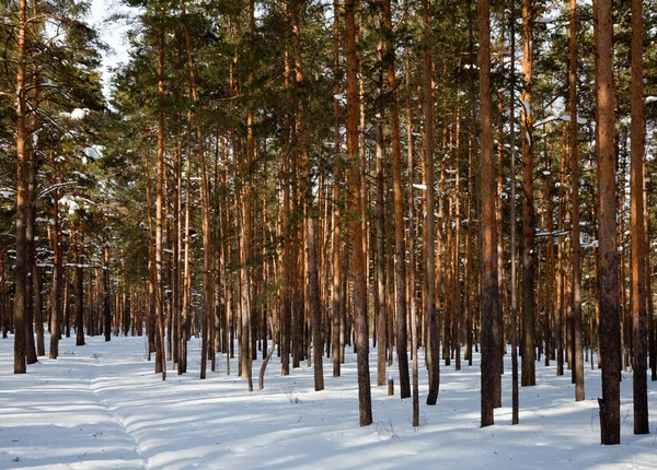 Pine forest in frozen day — Stock Photo, Image