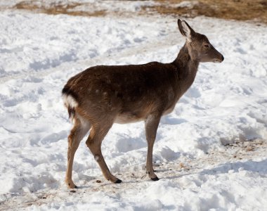 Female of deer clipart