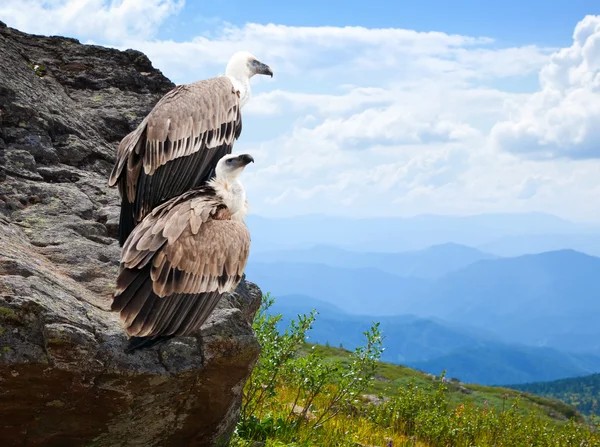 Griffon vulture — Stock Photo, Image