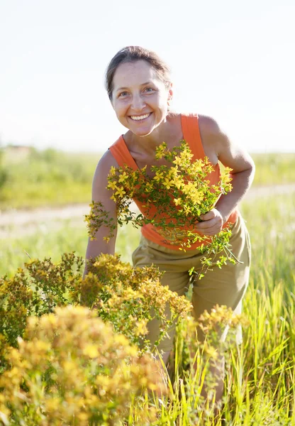 Woman gathers Hypericum — Stock Photo, Image