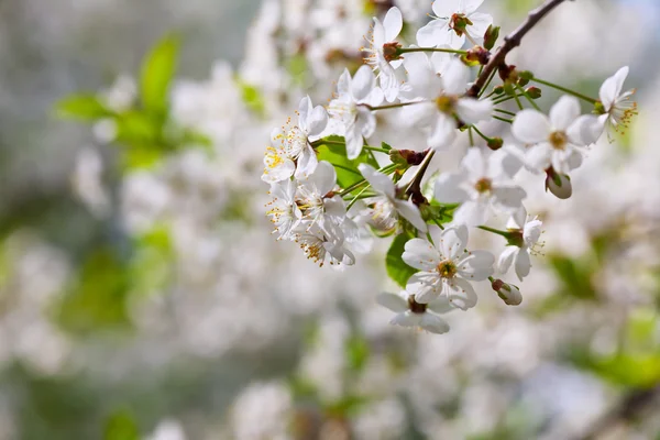 Rama de árboles en flor — Foto de Stock