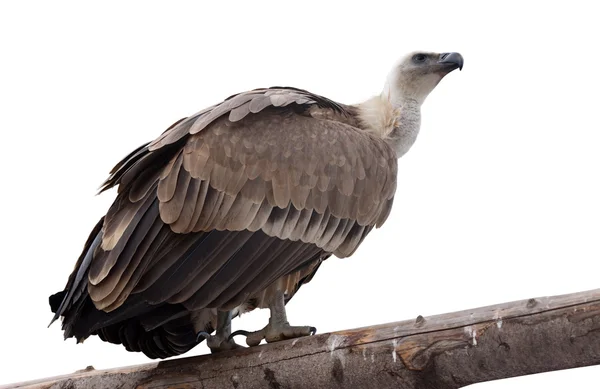 Kızıl akbaba — Stok fotoğraf