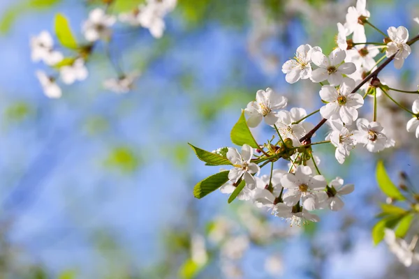 Rama de cerezo en primavera — Foto de Stock