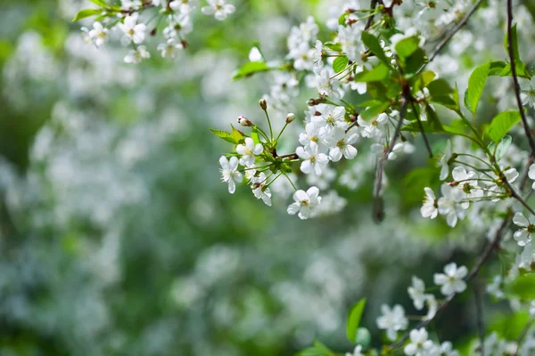 Tree branch in bloom — Stock Photo, Image