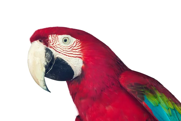 Papagay macaw rosso — Foto Stock