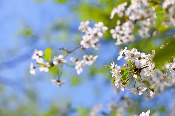 Floresce ramo de árvore na primavera — Fotografia de Stock