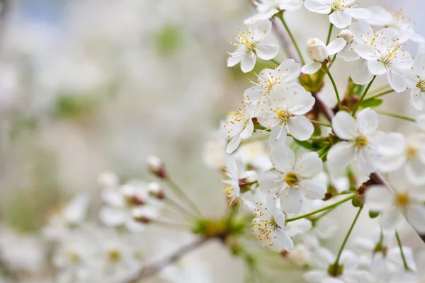 Cherry tree branch in spring against blur background — Stock Photo, Image