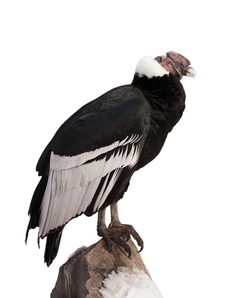 Andean condor. Isolated over white — Stock Photo, Image