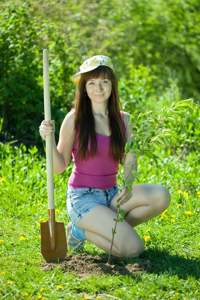 Mujer establece árbol en el jardín —  Fotos de Stock