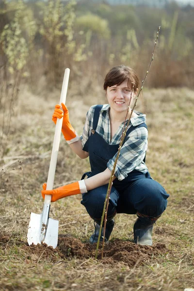 Farmer resetting bush sprouts — Stock Photo, Image