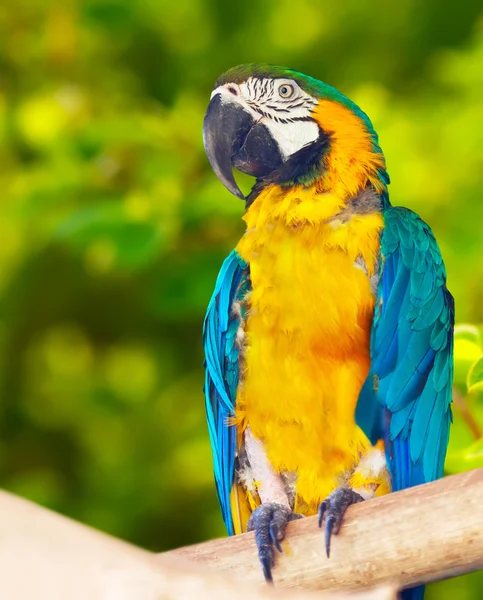 赤緑のコンゴウインコ (Ara chloropterus) — ストック写真