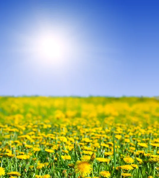 Landscape with dandelions meadow — Stock Photo, Image