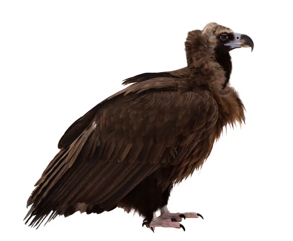 Vulture. Isolated over white — Stock Photo, Image