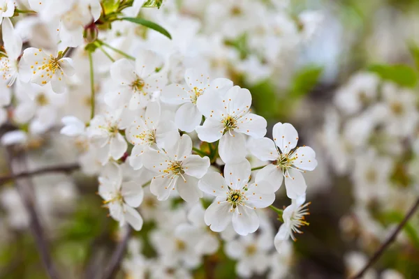 Tree branch in bloom — Stock Photo, Image