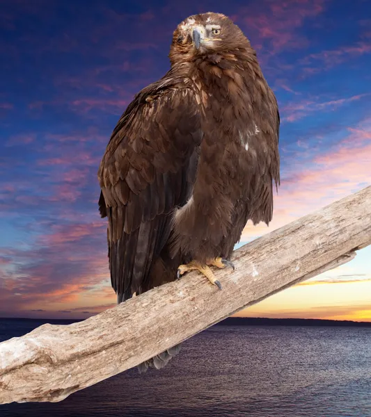 Águila contra el cielo del atardecer —  Fotos de Stock