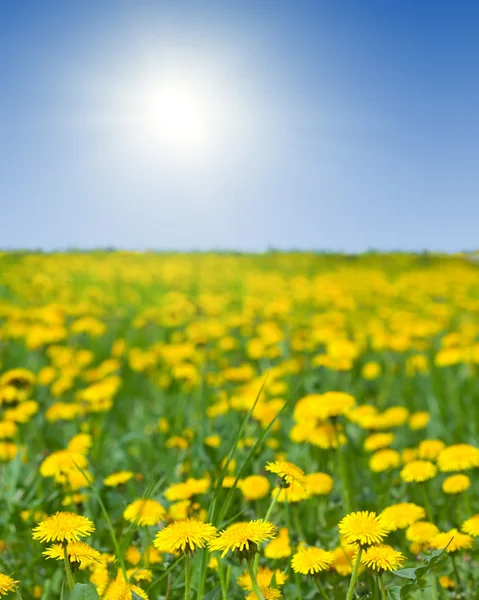 Prairie de pissenlits dans la journée ensoleillée d'été — Photo