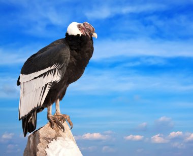 Andean condor clipart