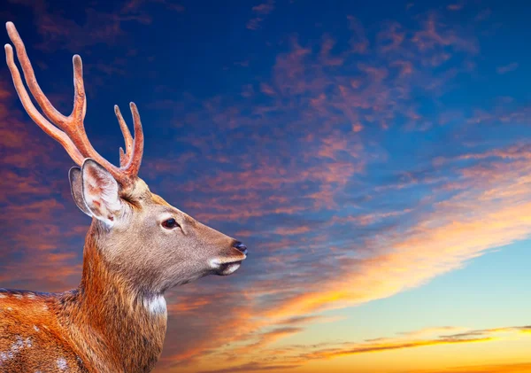 Sika dee against sunset sky — Stock Photo, Image