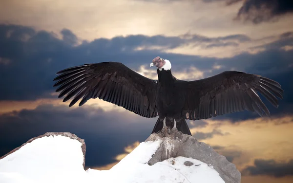 Andean condor on rock — Stock Photo, Image