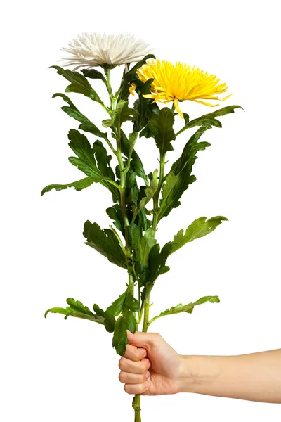 Two chrysanthemum in hand. Isolated over white — Stock Photo, Image