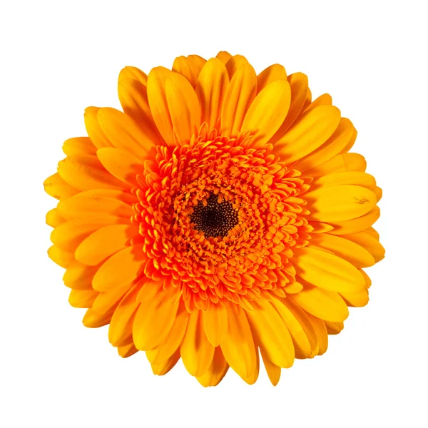Één daisy flower. geïsoleerd over Wit — Stockfoto