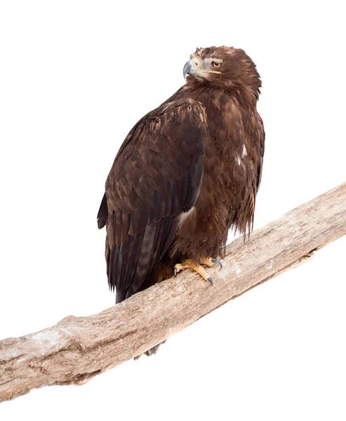 Tawny eagle. isolerade över vita — Stockfoto