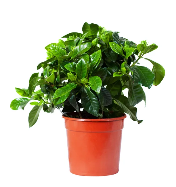 Gardenia jasmijn in pot. geïsoleerd op wit — Stockfoto