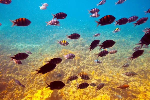 Peces en la zona del arrecife de coral —  Fotos de Stock