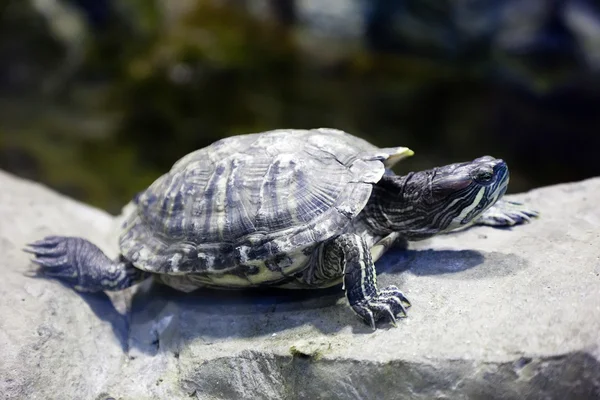 Pond slider — Stock Photo, Image