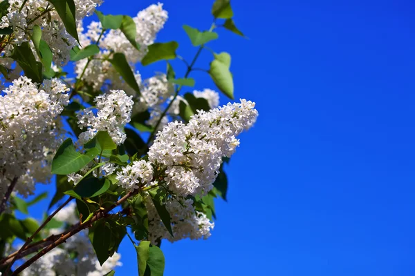 White lilac with copyspace — Stock Photo, Image