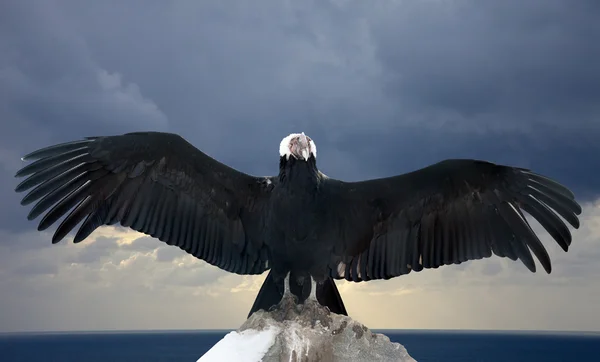 Andean condor on rock — Stock Photo, Image