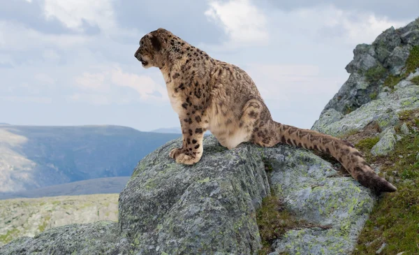 Leopardo da neve na área selvagem — Fotografia de Stock