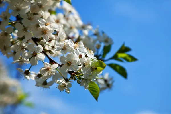 Cherry tree branch in spring blooms garden — Stock Photo, Image