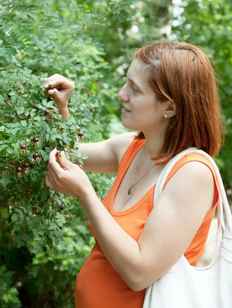 Pregnant woman gathers wild rose hips — Stock Photo, Image