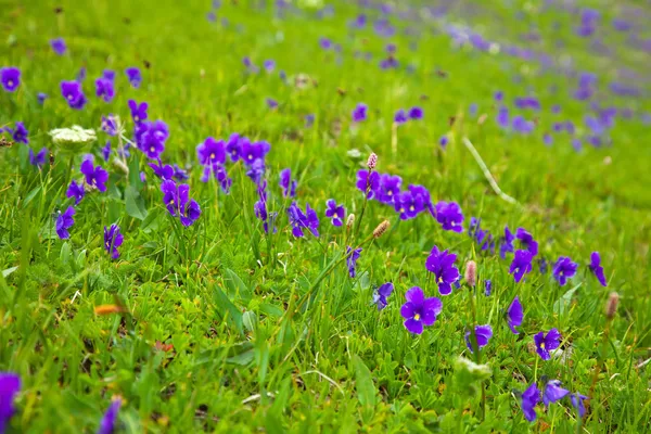 Växten av wild violet — Φωτογραφία Αρχείου
