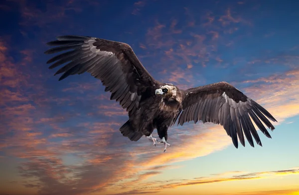 Flying black vulture against sunset — Stock Photo, Image