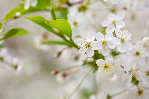 Kirsebærgren om våren – stockfoto