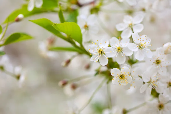 Ramo de árvore de cereja na primavera — Fotografia de Stock