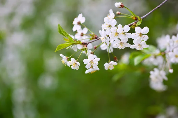 Zweige in voller Blüte — Stockfoto