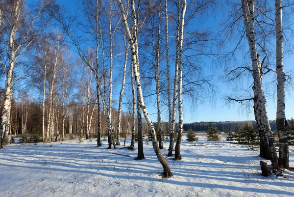 Berkenbos in de winterdag — Stockfoto