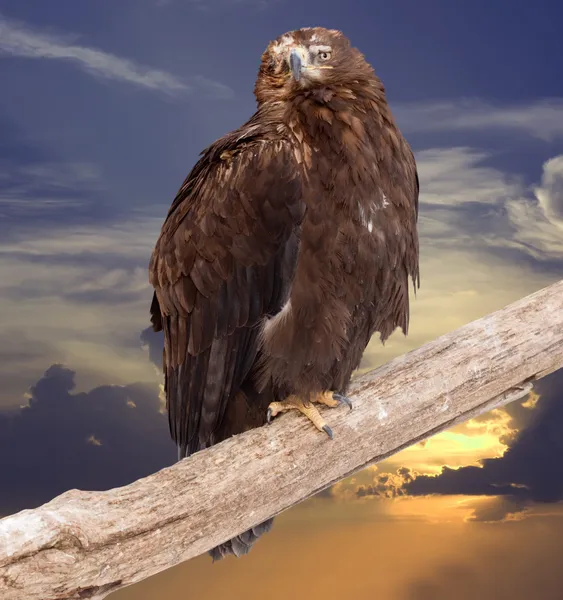 Águila contra el cielo del atardecer — Foto de Stock