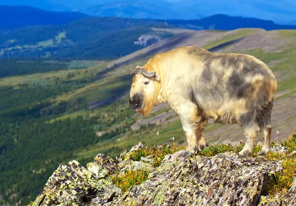 Takin in wildness area — Stock Photo, Image