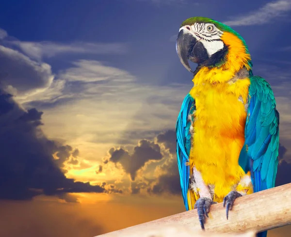 Green-winged macaw against sunset — Stock Photo, Image