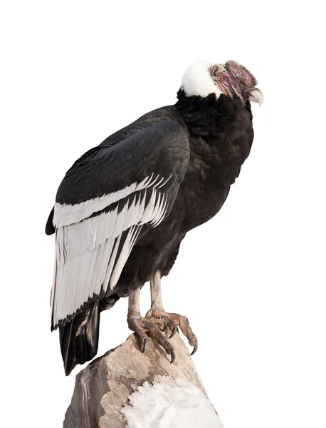 Andean condor. Isolated over white — Stock Photo, Image