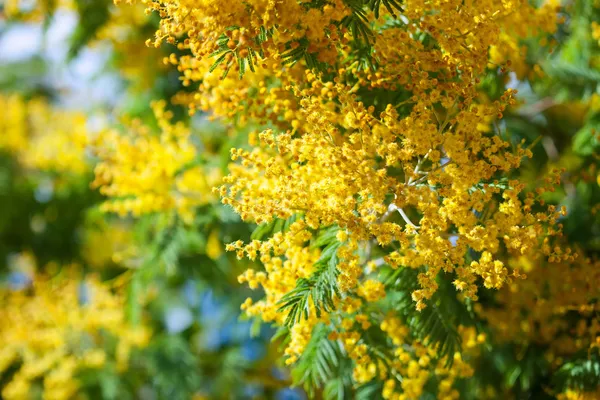 Blommande våren acacia dealbata — Stockfoto