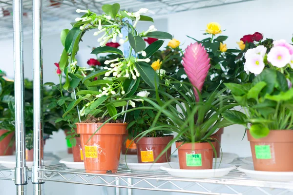 Stephanotis planta en floristería — Foto de Stock